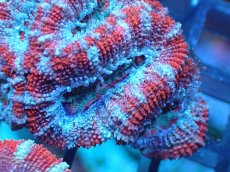 画像1: 【サンゴ】【通販】【オーストラリア産】カクオオトゲキクメイシ（Ultra Grade)（個体販売）No.96（生体）（サンゴ） (1)