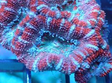 画像1: 【サンゴ】【通販】【オーストラリア産】カクオオトゲキクメイシ（Ultra Grade)（個体販売）No.97（生体）（サンゴ） (1)