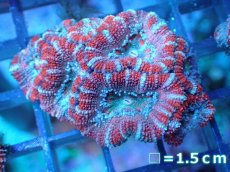 画像2: 【サンゴ】【通販】【オーストラリア産】カクオオトゲキクメイシ（Ultra Grade)（個体販売）No.97（生体）（サンゴ） (2)