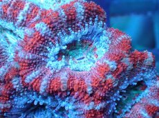 画像1: 【サンゴ】【通販】【オーストラリア産】カクオオトゲキクメイシ（Ultra Grade)（個体販売）No.98（生体）（サンゴ） (1)