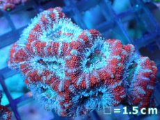 画像2: 【サンゴ】【通販】【オーストラリア産】カクオオトゲキクメイシ（Ultra Grade)（個体販売）No.98（生体）（サンゴ） (2)