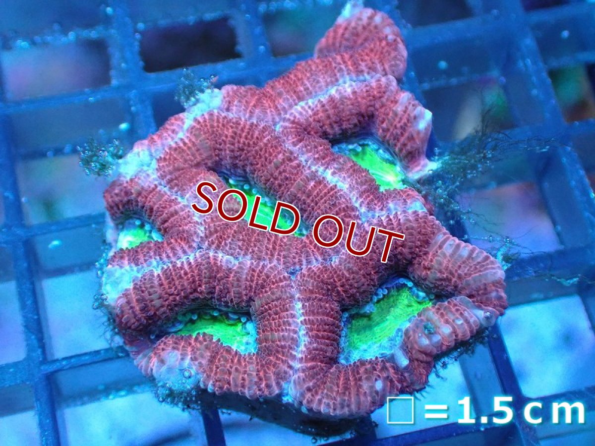画像1: 【サマーセール サンゴまとめ買い割り対象商品】【サンゴ】【通販】【オーストラリア産】キクメイシsp.（Ultra Grade)SMサイズ（個体販売）No.2（生体）（サンゴ） (1)