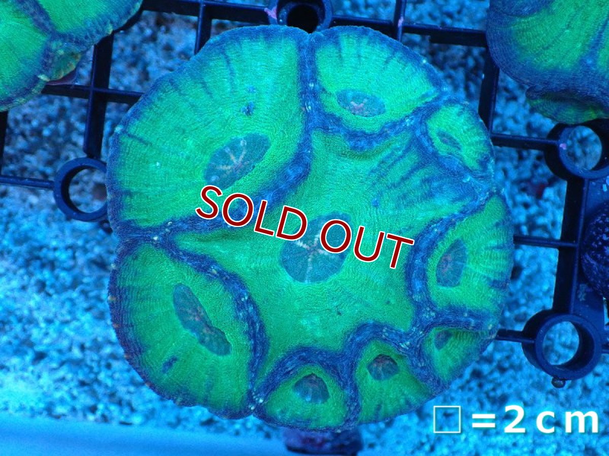 画像1: 【サンゴ】【通販】【オーストラリア産】モセレアコーラル（Ultra Grade)（個体販売）No.2（生体）（サンゴ） (1)