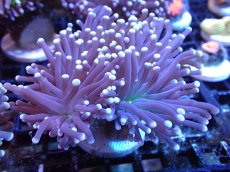 画像1: 【サンゴ】【通販】【オーストラリア産】トーチコーラル（Purple/Green Core）（個体販売）（±8-9cm)No.1（生体）（サンゴ） (1)