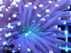 画像2: 【サンゴ】【通販】【オーストラリア産】トーチコーラル（Purple/Green Core）（個体販売）（±8-9cm)No.1（生体）（サンゴ） (2)