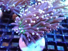 画像1: 【サンゴ】【通販】【オーストラリア産】トーチコーラル（Purple/Green Core）（個体販売）（±6-7cm)No.2（生体）（サンゴ） (1)