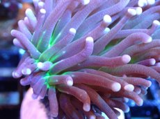 画像2: 【サンゴ】【通販】【オーストラリア産】トーチコーラル（Purple/Green Core）（個体販売）（±6-7cm)No.2（生体）（サンゴ） (2)