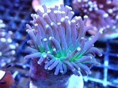 画像1: 【サンゴ】【通販】【オーストラリア産】トーチコーラル（Purple/Green Core）（個体販売）（±6-7cm)No.3（生体）（サンゴ） (1)