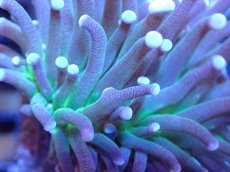 画像2: 【サンゴ】【通販】【オーストラリア産】トーチコーラル（Purple/Green Core）（個体販売）（±6-7cm)No.3（生体）（サンゴ） (2)