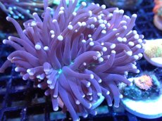 画像1: 【サンゴ】【通販】【オーストラリア産】トーチコーラル（Purple/Green Core）（個体販売）（±7-8cm)No.4（生体）（サンゴ） (1)