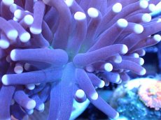 画像2: 【サンゴ】【通販】【オーストラリア産】トーチコーラル（Purple/Green Core）（個体販売）（±7-8cm)No.4（生体）（サンゴ） (2)