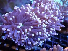 画像1: 【サンゴ】【通販】【オーストラリア産】トーチコーラル（Purple/Green Core）（個体販売）（±11-13cm)No.5（生体）（サンゴ） (1)