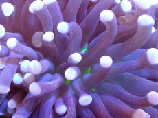画像2: 【サンゴ】【通販】【オーストラリア産】トーチコーラル（Purple/Green Core）（個体販売）（±11-13cm)No.5（生体）（サンゴ） (2)