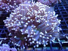 画像1: 【サンゴ】【通販】【オーストラリア産】トーチコーラル（Purple/Green Core）（個体販売）（±9-10cm)No.6（生体）（サンゴ） (1)