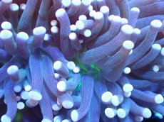 画像2: 【サンゴ】【通販】【オーストラリア産】トーチコーラル（Purple/Green Core）（個体販売）（±9-10cm)No.6（生体）（サンゴ） (2)