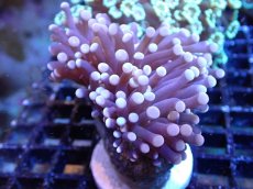 画像1: 【サンゴ】【通販】【オーストラリア産】トーチコーラル（Purple/Green Core）（個体販売）（±6-7cm)No.7（生体）（サンゴ） (1)