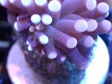 画像2: 【サンゴ】【通販】【オーストラリア産】トーチコーラル（Purple/Green Core）（個体販売）（±6-7cm)No.7（生体）（サンゴ） (2)