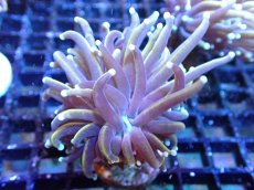 画像1: 【サンゴ】【通販】【オーストラリア産】ゴールドトーチコーラル（個体販売）（±6-7cm)No.8（生体）（サンゴ） (1)