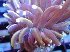 画像2: 【サンゴ】【通販】【オーストラリア産】ゴールドトーチコーラル（個体販売）（±6-7cm)No.8（生体）（サンゴ） (2)