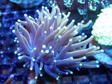 画像1: 【サンゴ】【通販】【オーストラリア産】ゴールドトーチコーラル（個体販売）（±6-7cm)No.9（生体）（サンゴ） (1)