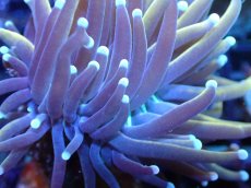 画像2: 【サンゴ】【通販】【オーストラリア産】ゴールドトーチコーラル（個体販売）（±6-7cm)No.9（生体）（サンゴ） (2)