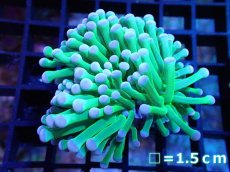 画像1: 【サンゴ】【通販】【オーストラリア産】トーチコーラル（Hulk Green)（個体販売）No.1（生体）（サンゴ） (1)