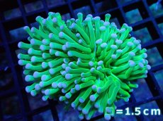 画像1: 【サンゴ】【通販】【オーストラリア産】トーチコーラル（Hulk Green)（個体販売）No.2（生体）（サンゴ） (1)