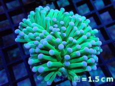 画像1: 【サンゴ】【通販】【オーストラリア産】トーチコーラル（Hulk Green)（個体販売）No.3（生体）（サンゴ） (1)