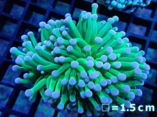 画像1: 【サンゴ】【通販】【オーストラリア産】トーチコーラル（Hulk Green)（個体販売）No.4（生体）（サンゴ） (1)