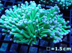 画像1: 【サンゴ】【通販】【オーストラリア産】トーチコーラル（Hulk Green)（個体販売）No.5（生体）（サンゴ） (1)