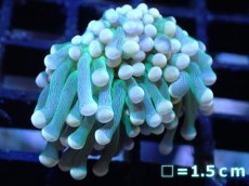 画像1: 【サンゴ】【通販】【オーストラリア産】トーチコーラル（Green with yellow tip)（個体販売）No.1（生体）（サンゴ） (1)