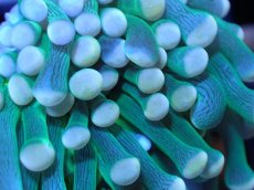 画像2: 【サンゴ】【通販】【オーストラリア産】トーチコーラル（Green with yellow tip)（個体販売）No.1（生体）（サンゴ） (2)