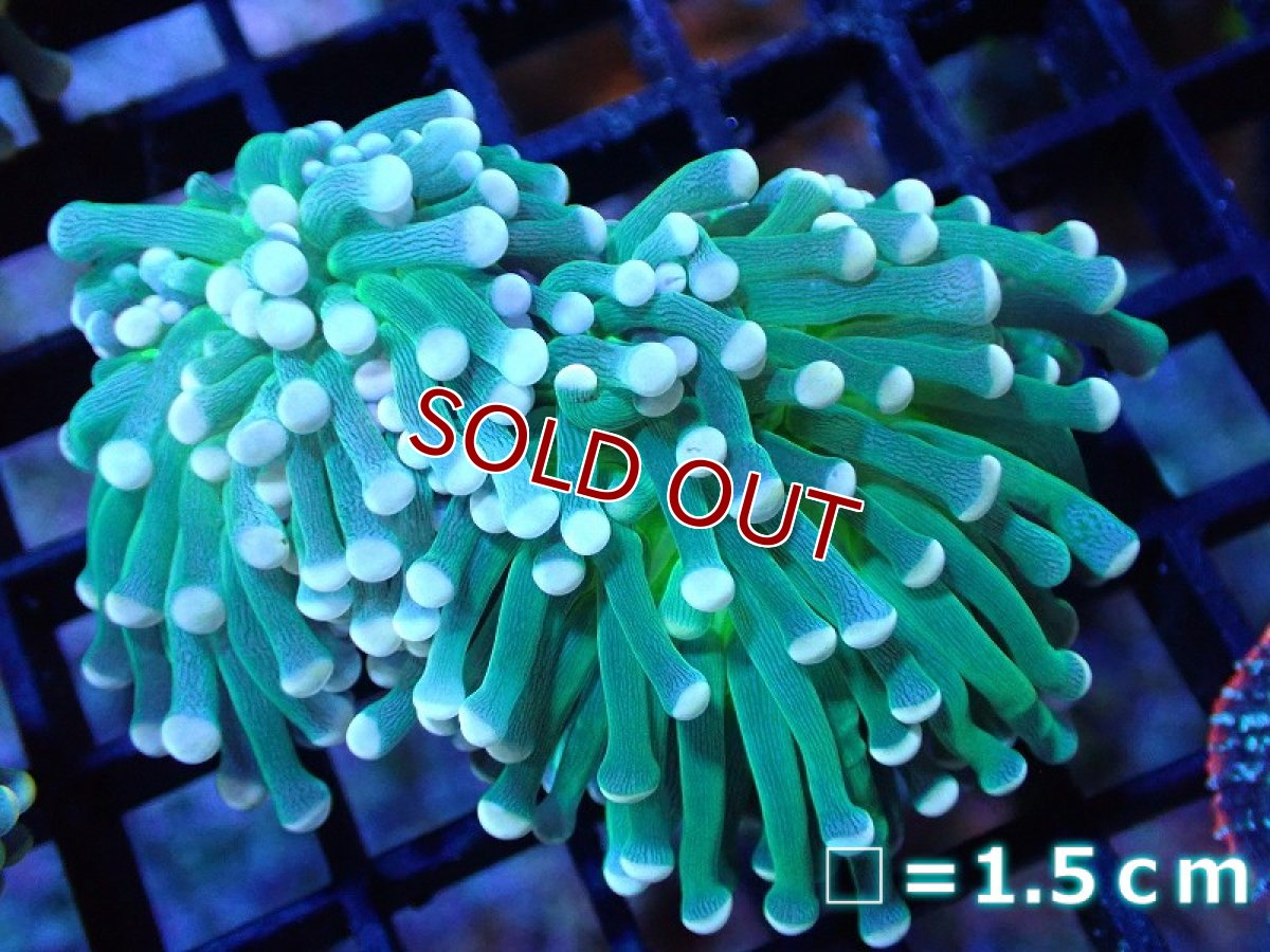 画像1: 【サンゴ】【通販】【オーストラリア産】トーチコーラル（Green with yellow tip)（個体販売）No.2（生体）（サンゴ） (1)