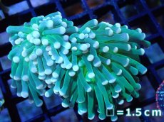 画像1: 【サンゴ】【通販】【オーストラリア産】トーチコーラル（Green with yellow tip)（個体販売）No.2（生体）（サンゴ） (1)
