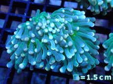 画像1: 【サンゴ】【通販】【オーストラリア産】トーチコーラル（Green with yellow tip)（個体販売）No.3（生体）（サンゴ） (1)