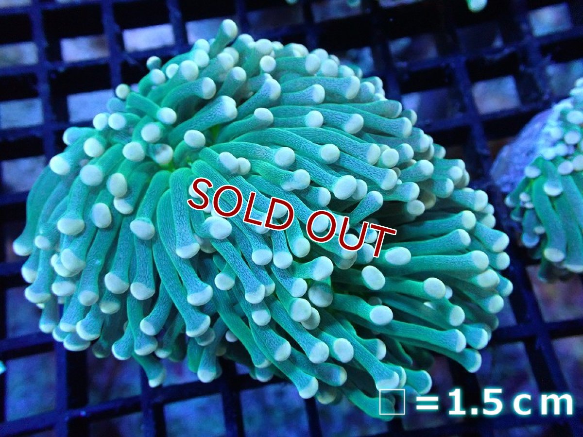 画像1: 【サンゴ】【通販】【オーストラリア産】トーチコーラル（Green with yellow tip)（個体販売）No.4（生体）（サンゴ） (1)