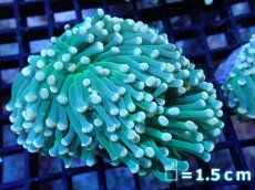画像1: 【サンゴ】【通販】【オーストラリア産】トーチコーラル（Green with yellow tip)（個体販売）No.4（生体）（サンゴ） (1)