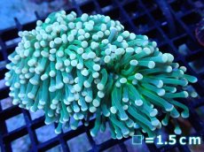 画像1: 【サンゴ】【通販】【オーストラリア産】トーチコーラル（Green with yellow tip)（個体販売）No.5（生体）（サンゴ） (1)