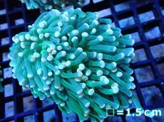 画像1: 【サンゴ】【通販】【オーストラリア産】トーチコーラル（Green with yellow tip)（個体販売）No.6（生体）（サンゴ） (1)