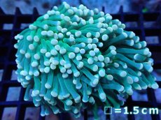 画像1: 【サンゴ】【通販】【オーストラリア産】トーチコーラル（Green with yellow tip)（個体販売）No.7（生体）（サンゴ） (1)