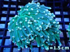 画像1: 【サンゴ】【通販】【オーストラリア産】トーチコーラル（Green with yellow tip)（個体販売）No.8（生体）（サンゴ） (1)