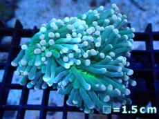 画像1: 【サンゴ】【通販】【オーストラリア産】トーチコーラル（Green with yellow tip)（個体販売）No.9（生体）（サンゴ） (1)