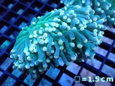 画像1: 【サンゴ】【通販】【オーストラリア産】トーチコーラル（Green with yellow tip)（個体販売）No.10（生体）（サンゴ） (1)