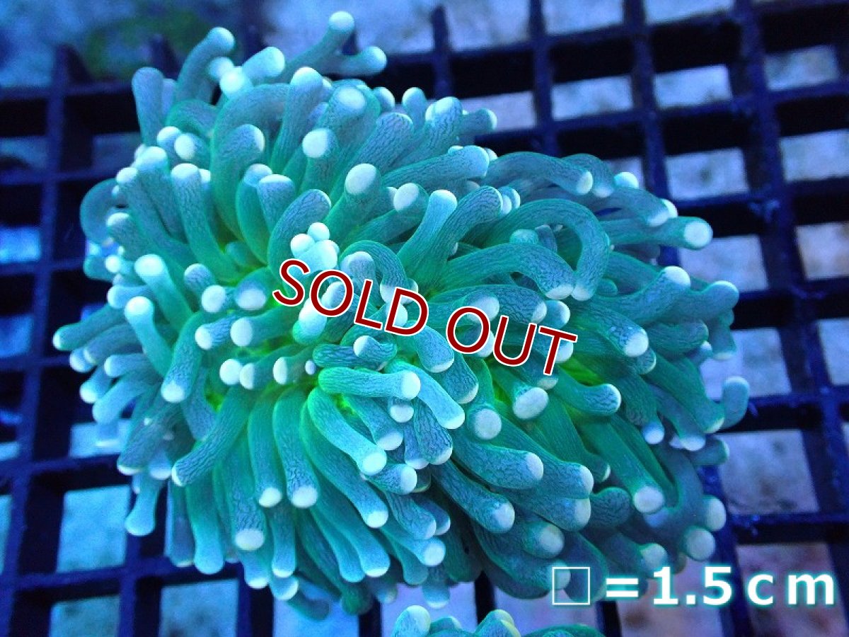 画像1: 【サンゴ】【通販】【オーストラリア産】トーチコーラル（Green with yellow tip)（個体販売）No.11（生体）（サンゴ） (1)