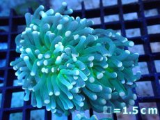画像1: 【サンゴ】【通販】【オーストラリア産】トーチコーラル（Green with yellow tip)（個体販売）No.11（生体）（サンゴ） (1)