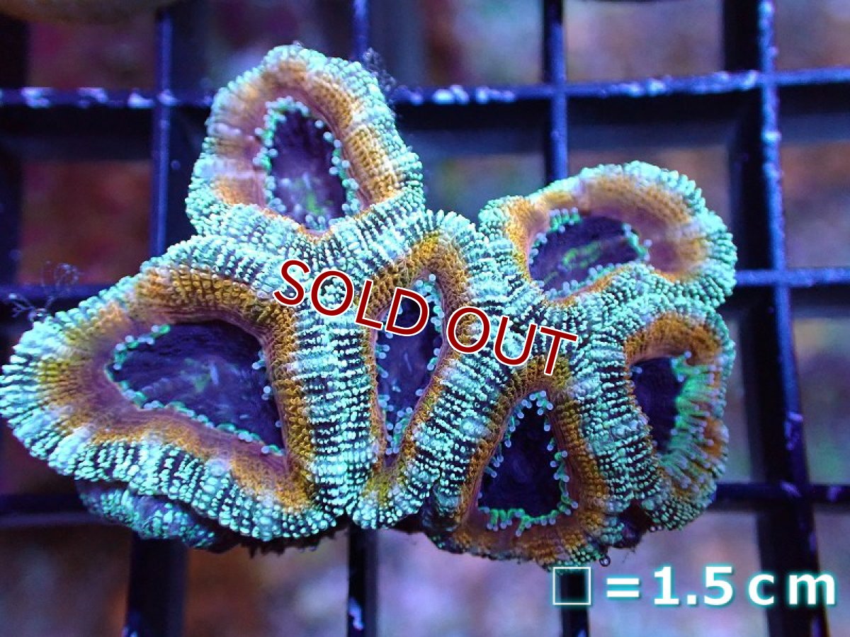 画像2: 【サンゴ】【通販】【オーストラリア産】カクオオトゲキクメイシ（Ultra Grade）（個体販売）No.1（生体）（サンゴ） (2)