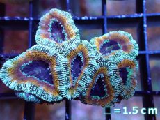 画像2: 【サンゴ】【通販】【オーストラリア産】カクオオトゲキクメイシ（Ultra Grade）（個体販売）No.1（生体）（サンゴ） (2)