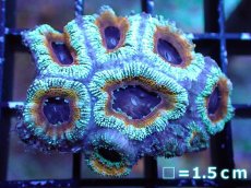 画像2: 【サンゴ】【通販】【オーストラリア産】カクオオトゲキクメイシ（Ultra Grade）（個体販売）No.3（生体）（サンゴ） (2)