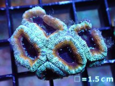 画像2: 【サンゴ】【通販】【オーストラリア産】カクオオトゲキクメイシ（Ultra Grade）（個体販売）No.4（生体）（サンゴ） (2)