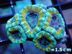 画像2: 【サンゴ】【通販】【オーストラリア産】カクオオトゲキクメイシ（Ultra Grade）（個体販売）No.6（生体）（サンゴ） (2)